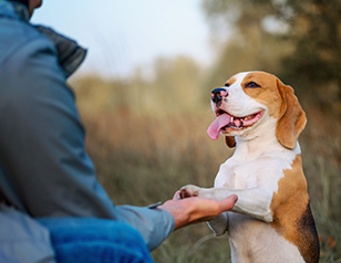 How to Find a Qualified Dog Trainer?