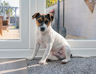 Puppy potty trainer shop
