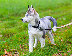 How to Find a Qualified Dog Trainer?