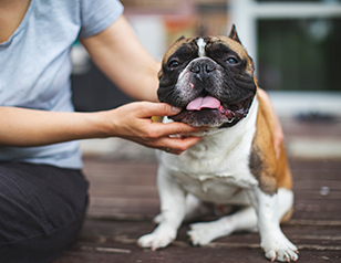 Expert Dog Trainers Share Tips to Train Blind Dogs