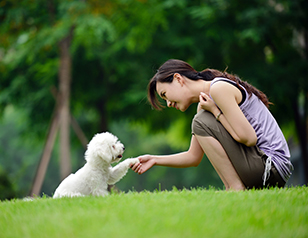 Expert Dog Trainers Share Tips to Train Blind Dogs