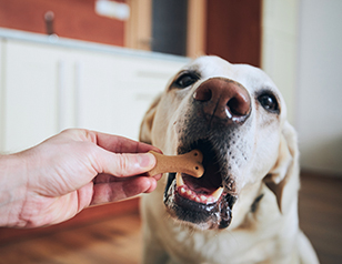 Guide to Using Treats for Dog Obedience Training