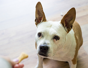 Treats for Dog Obedience Training