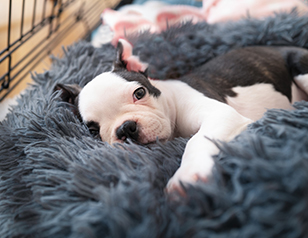 The Best Benefits of Crate Training a Puppy