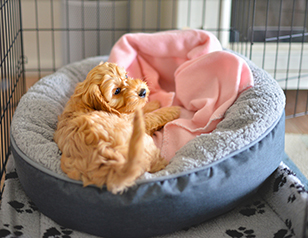 The Best Benefits of Crate Training a Puppy