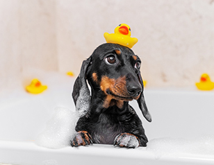 12 Dog Training Tips for a Dog Who Hates Bathing