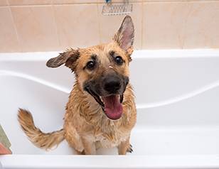 12 Dog Training Tips for a Dog Who Hates Bathing