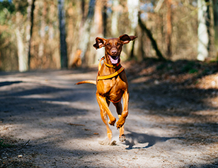 A Complete Guide to Off-Leash Dog Training