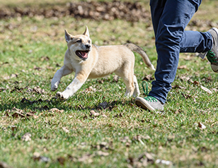 Off-Leash Dog Training