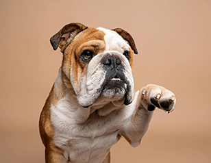 How to Socialize an Aggressive Dog