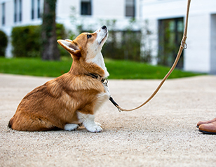 What Every Pet Owner Should Know About Puppy Training