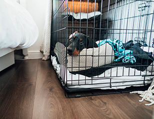 Crate Training a Puppy