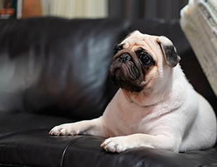 Common Symptoms and Solutions for Dog Boredom