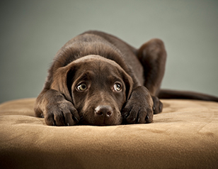 fear periods in your puppy