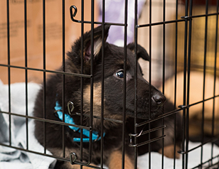 How to Pick the Best Crate for Your Puppy