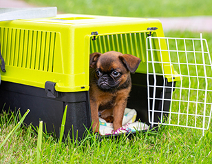 crate training a puppy 