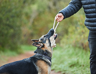 Beginner’s Guide to Finding Aggressive Dog Trainers