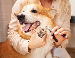 Nail Trimming: How to Get Your Dog Used to It