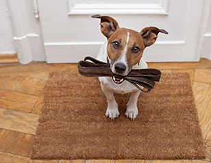 Puppy Potty Training