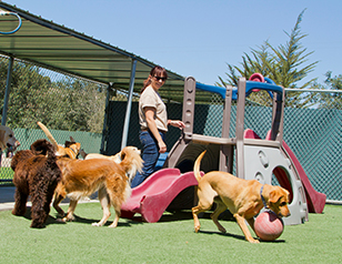 Pros and Cons of Dog Boarding Kennels