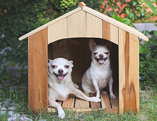 Dog Boarding Kennels