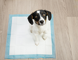 Puppy Potty Training