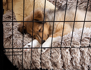 Tips and Tricks to Crate Train Your Puppy at Night