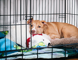 Crate Train Your Puppy at Night