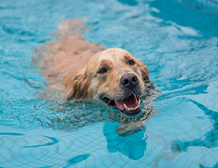 How to Train Your Dog to Swim