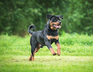 How to Build Confidence in Your Dog