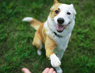 Dog Training Techniques