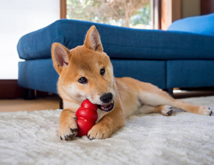 Puppy Training 