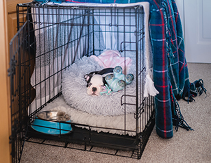 crate training a puppy