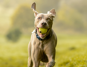 How Exercise Can Reduce Aggression in Your Dog