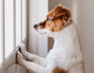 How to Manage Separation Anxiety in Your Dog