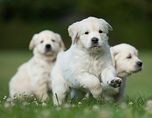 How to Potty Train Multiple Puppies: A Comprehensive Guide