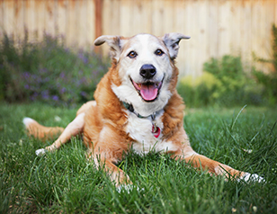 training older dogs and dog obedience training