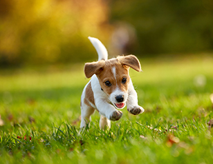 Fun Puppy Training Tips