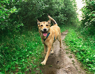 Innovative Approaches to Aggressive Dog Behaviour Training
