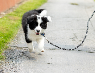 Fun and Unique Puppy Potty Training Tips Alpha Paws