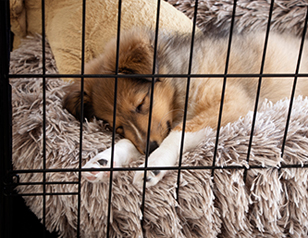 Crate Training Made Easy Happy Puppy Tips