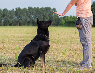 10 Dog Obedience Commands Every Pet Should Know