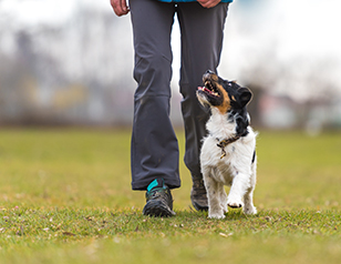 Dog Commands