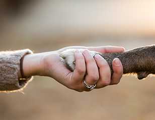 Building Trust with an Aggressive Dog: Techniques and Tips