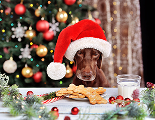 Holiday Treats and Dog Obedience: Training Your Dog to Avoid Dangerous Foods