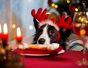 Holiday Treats and Dog Obedience