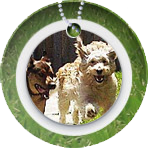 Two dogs running and playing together in a secure, grassy play area as part of a behavioural assessment and evaluation.