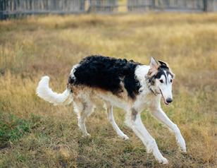 How to Calm an Overexcited Dog at Home