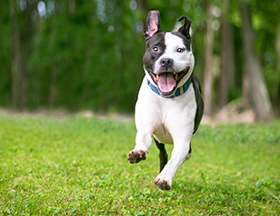 How to Calm an Overexcited Dog at Home