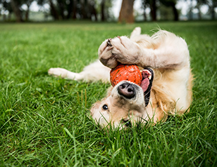 How to Train a Dog to Listen Outdoors